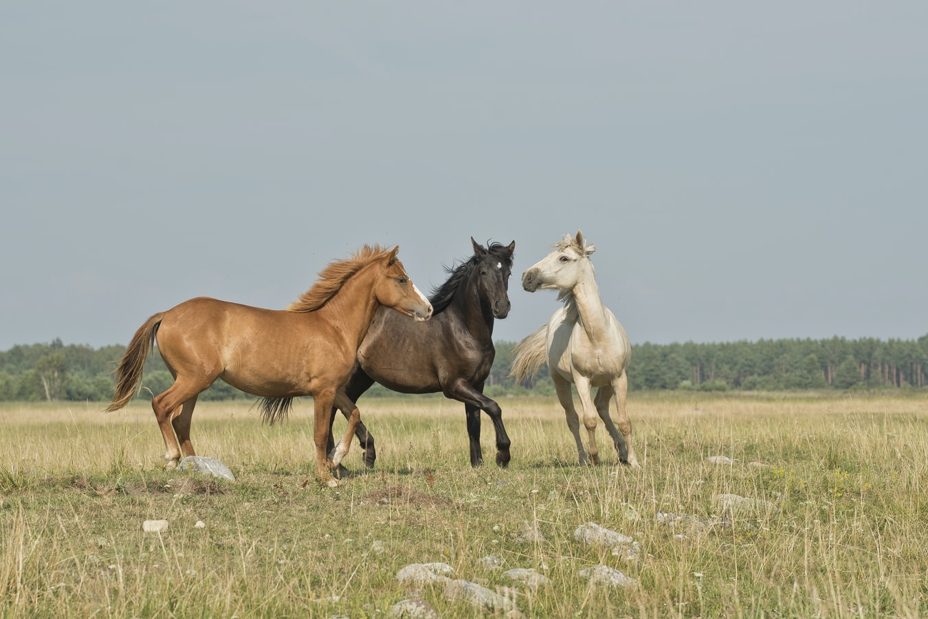 Horseriding